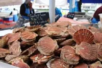 Fête de la Coquille Saint-Jacques